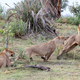Illustration for article titled Harrowing Photos Capture Tense Encounter Between Baby Baboon And Lion
